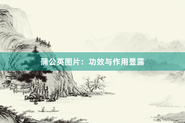 蒲公英图片：功效与作用显露
